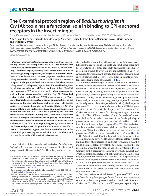 (PDF) The C-terminal protoxin region of Bacillus thuringiensis Cry1Ab ...