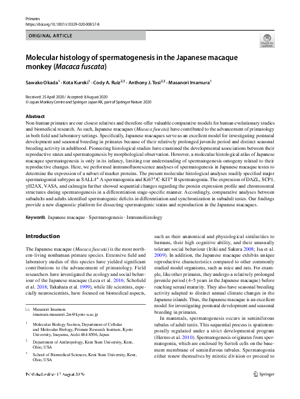 (PDF) Molecular histology of spermatogenesis in the Japanese macaque ...
