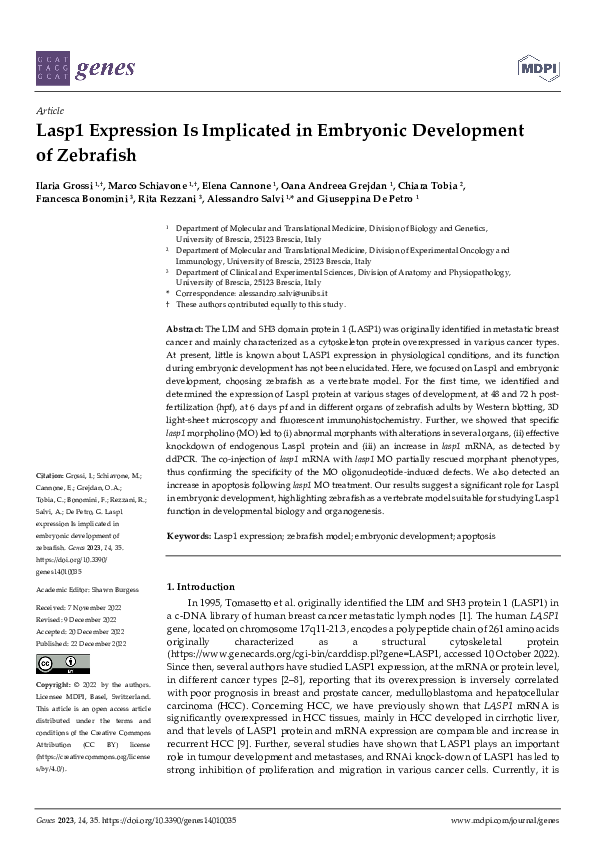 (PDF) Lasp1 Expression Is Implicated in Embryonic Development of Zebrafish