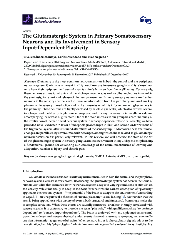 (PDF) The Glutamatergic System in Primary Somatosensory Neurons and Its ...