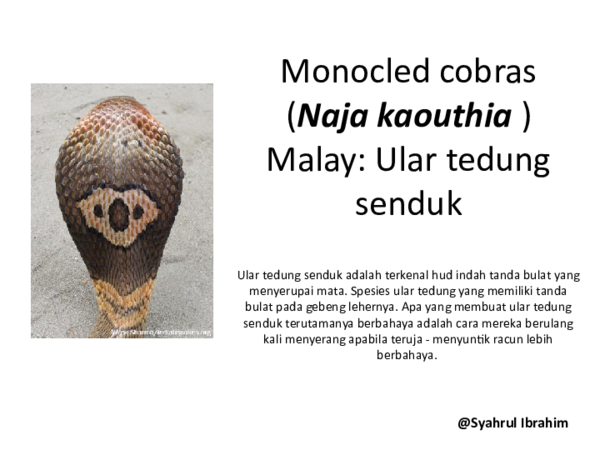 Demi Mur porno filmlarda rol oynagan