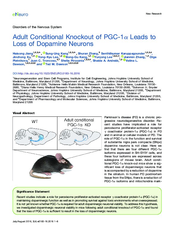 (PDF) Adult Conditional Knockout of PGC-1α Leads to Loss of Dopamine ...