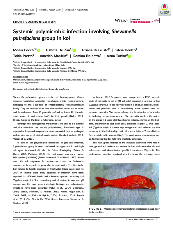 (PDF) Systemic polymicrobic infection involving Shewanella putrefaciens ...