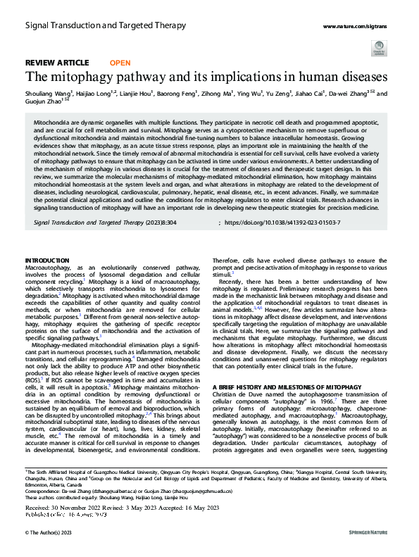 (PDF) The mitophagy pathway and its implications in human diseases