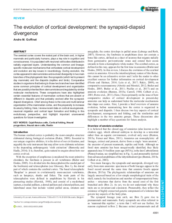 (PDF) The evolution of cortical development: the synapsid-diapsid ...