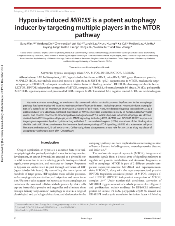 (PDF) Hypoxia-induced MIR155 is a potent autophagy inducer by targeting ...