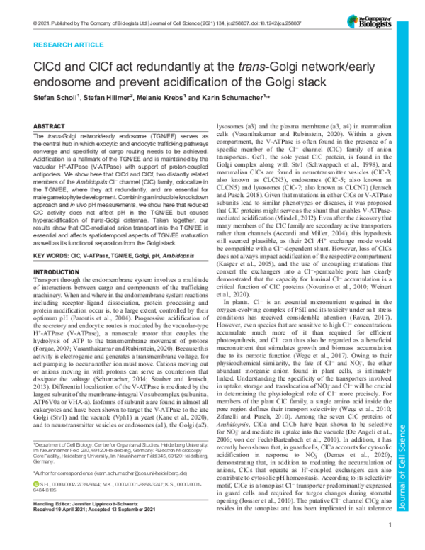(PDF) ClCd and ClCf act redundantly at the trans-Golgi network/early ...