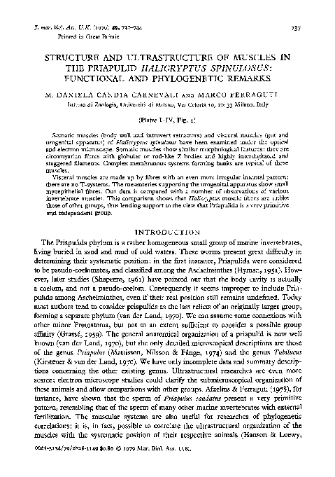 (PDF) Structure and ultrastructure of muscles in the priapulid ...