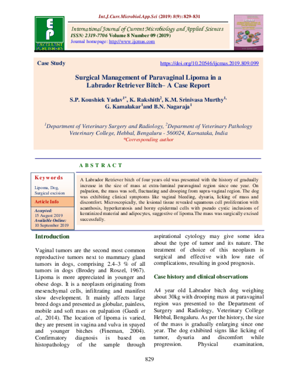 (PDF) Surgical Management of Paravaginal Lipoma in a Labrador Retriever
