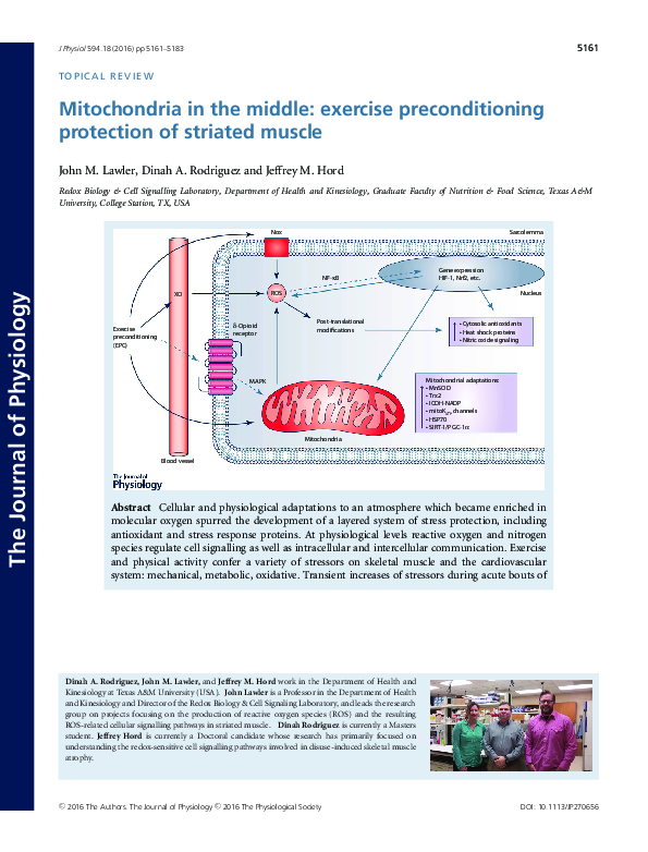 (PDF) Mitochondria in the middle: Exercise preconditioning protection ...