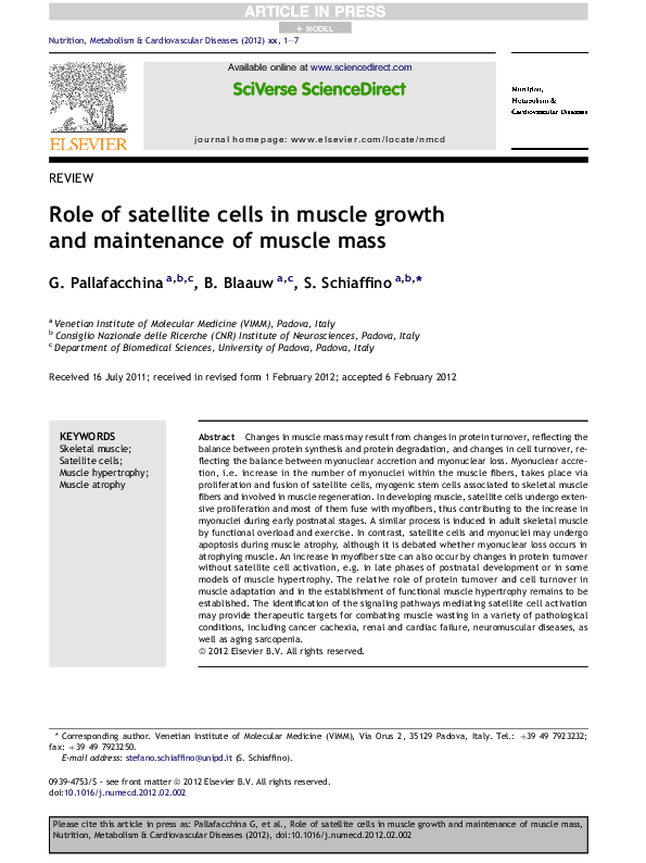 Photo inspiration: Pdf Role Of Satellite Cells In Muscle Growth And Maintenance Photo Inspiration