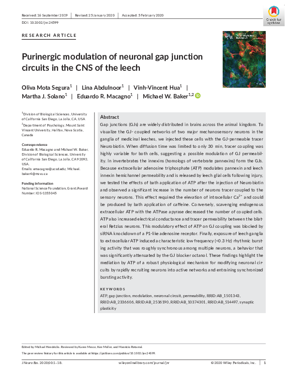 (PDF) Purinergic modulation of neuronal gap junction circuits in the ...