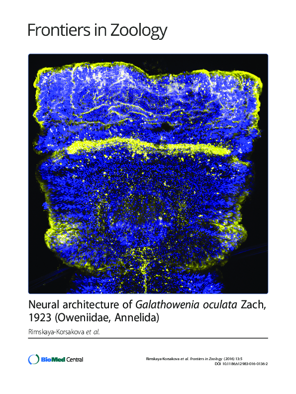 (PDF) Neural architecture of Galathowenia oculata Zach, 1923 (Oweniidae ...