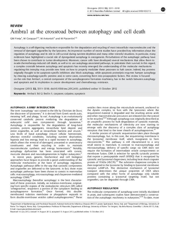 (PDF) Ambra1 at the crossroad between autophagy and cell death