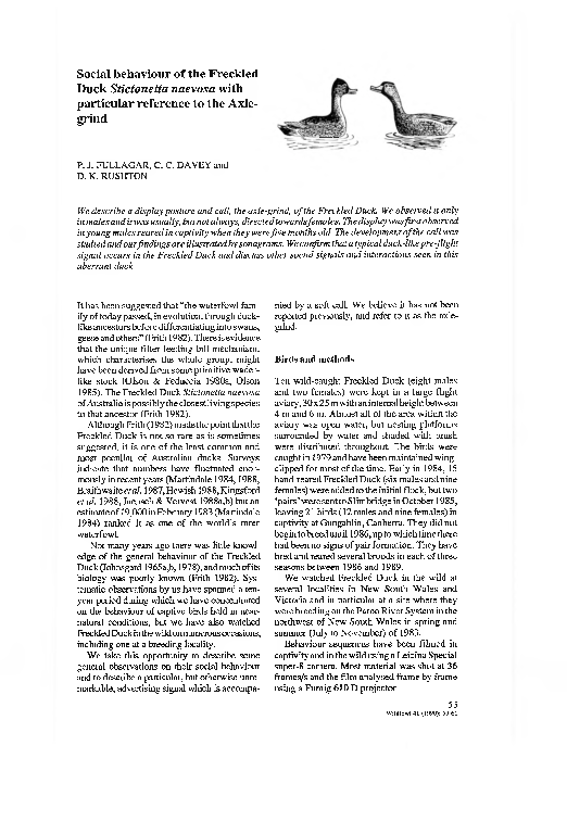 (PDF) Social behaviour of the Freckled Duck Stictonetta naevosa with ...