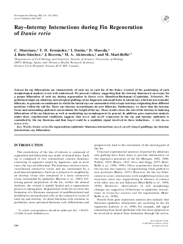 (PDF) Ray–Interray Interactions during Fin Regeneration of Danio rerio