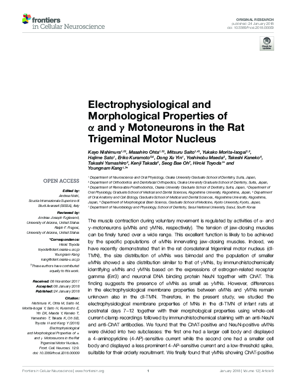 (PDF) Electrophysiological and Morphological Properties of α and γ ...