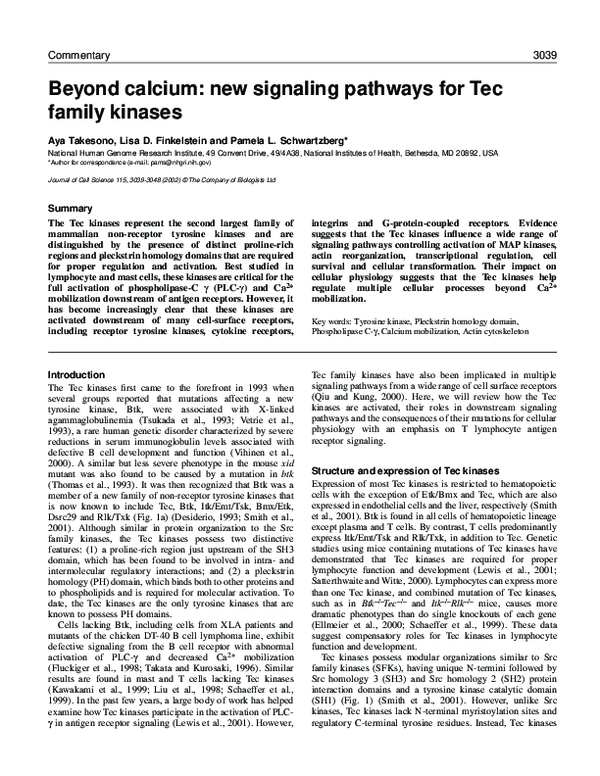 (PDF) Beyond calcium: new signaling pathways for Tec family kinases