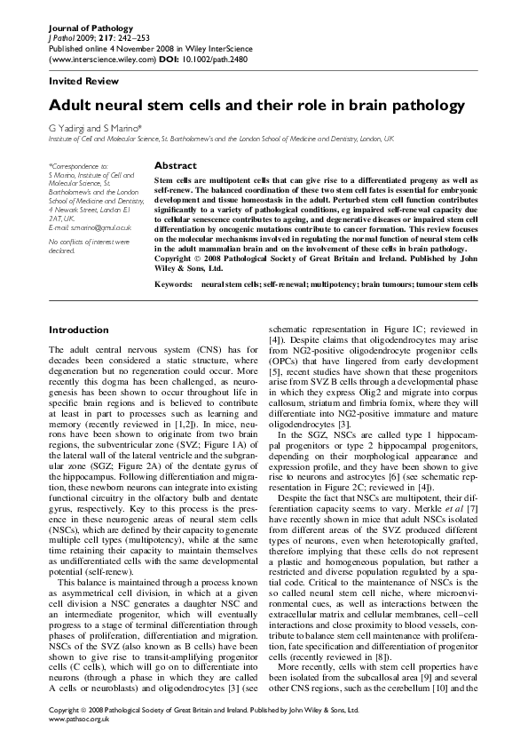 (PDF) Adult neural stem cells and their role in brain pathology