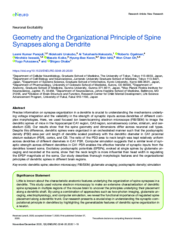 (PDF) Geometry and the Organizational Principle of Spine Synapses along ...