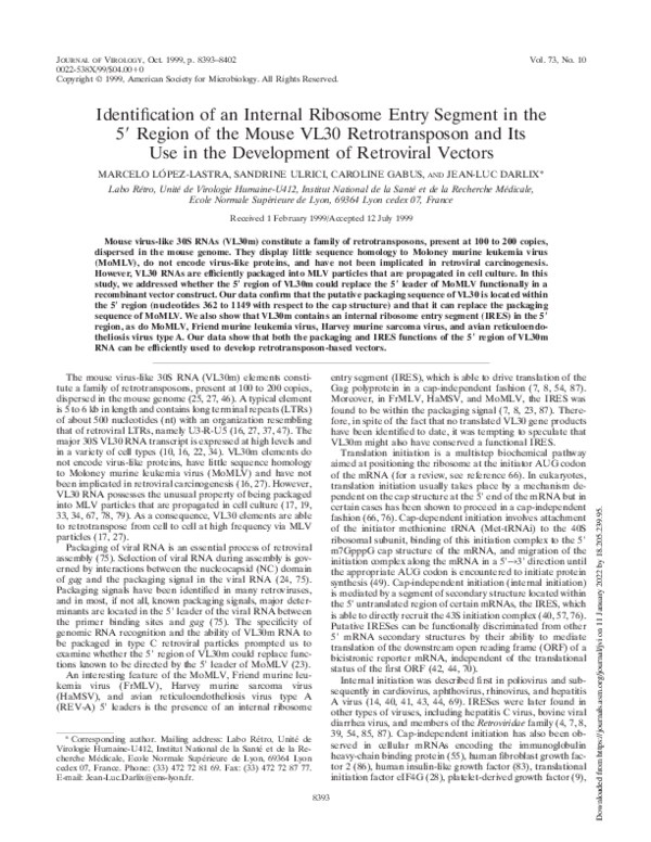 (PDF) Identification of an Internal Ribosome Entry Segment in the 5 ...