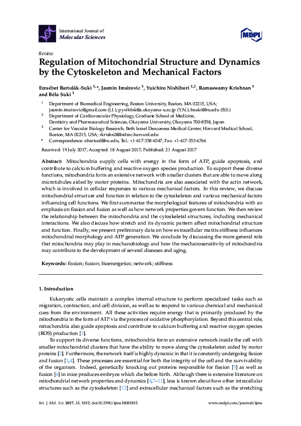 (PDF) Regulation of Mitochondrial Structure and Dynamics by the ...