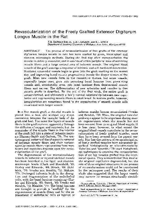 (PDF) Revascularization of the freely grafted extensor digitorum longus ...