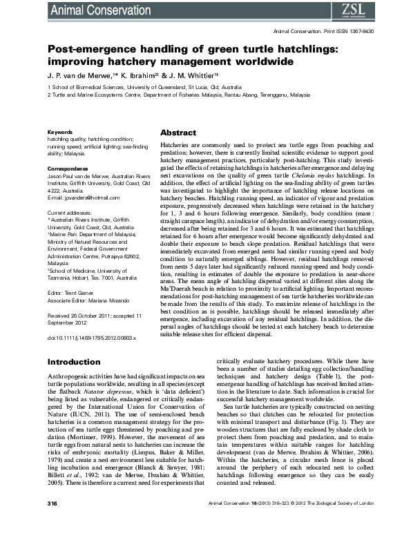 (PDF) Post-emergence handling of green turtle hatchlings: improving ...