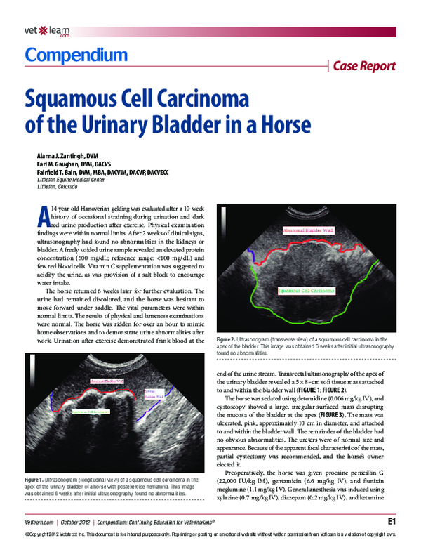 (PDF) Case report: squamous cell carcinoma of the urinary bladder in a ...