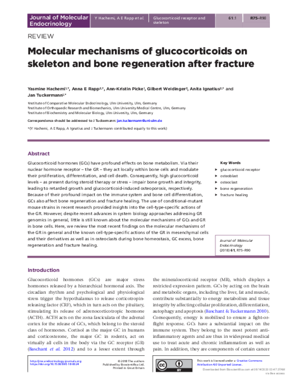 (PDF) Molecular mechanisms of glucocorticoids on skeleton and bone ...