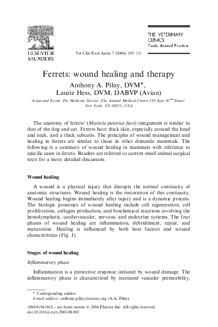 (PDF) Ferrets: wound healing and therapy