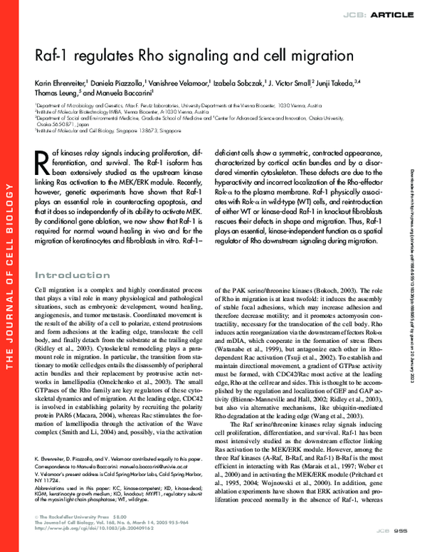 (PDF) Raf-1 regulates Rho signaling and cell migration