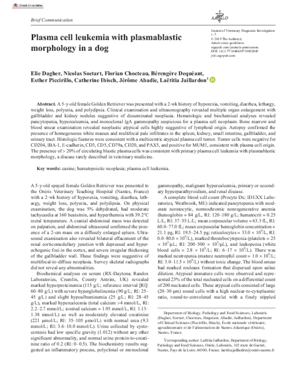 Picture Idea: Pdf Plasma Cell Leukemia With Plasmablastic Morphology In A Dog