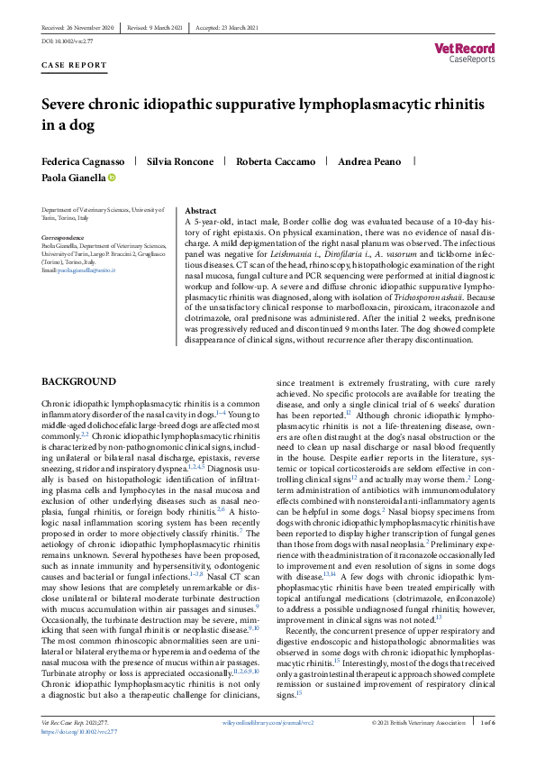 (PDF) Severe chronic idiopathic suppurative lymphoplasmacytic rhinitis ...
