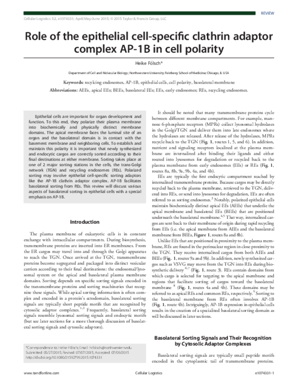 (PDF) Role of the epithelial cell-specific clathrin adaptor complex AP ...