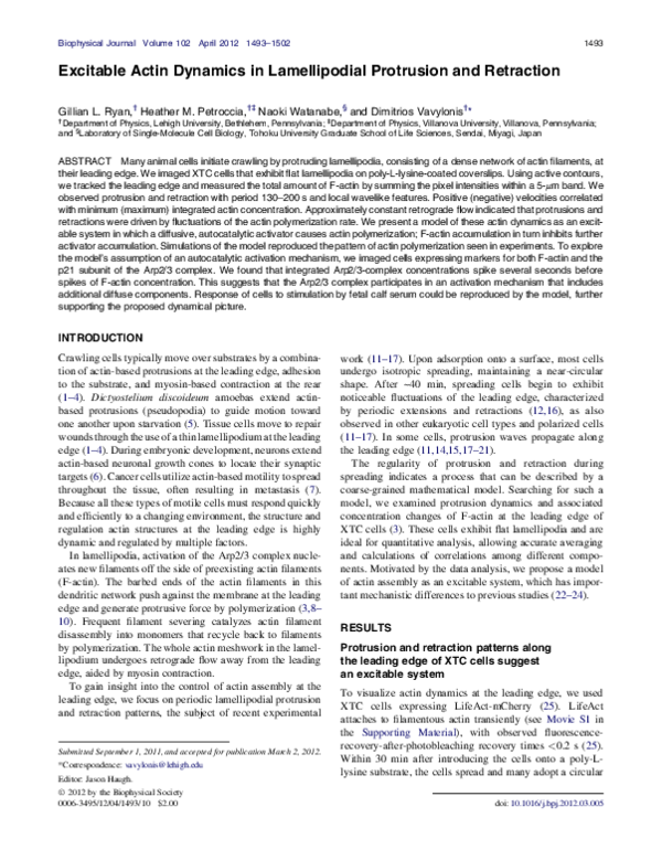 (PDF) Excitable Actin Dynamics in Lamellipodial Protrusion and Retraction