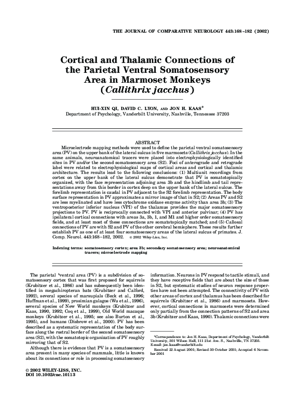 (PDF) Cortical and thalamic connections of the parietal ventral ...