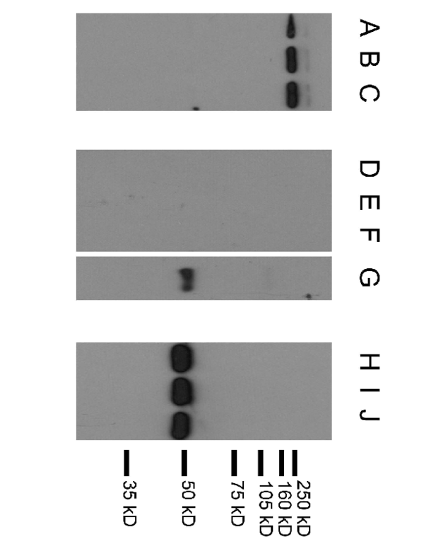 (PDF) Supplementary Figure 3 from Histamine Suppresses Fibulin-5 and ...