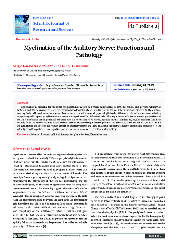 (PDF) Myelination of the Auditory Nerve: Functions and Pathology