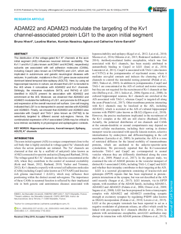 (PDF) ADAM22 and ADAM23 modulate the targeting of the Kv1 channel ...