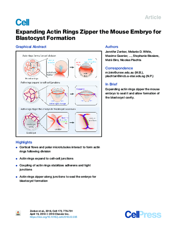 (PDF) Expanding Actin Rings Zipper the Mouse Embryo for Blastocyst ...