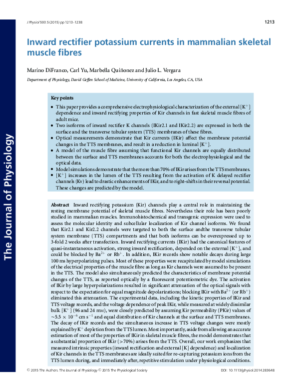 (PDF) Inward rectifier potassium currents in mammalian skeletal muscle ...