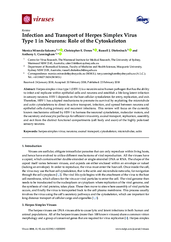 (PDF) Infection and Transport of Herpes Simplex Virus Type 1 in Neurons ...