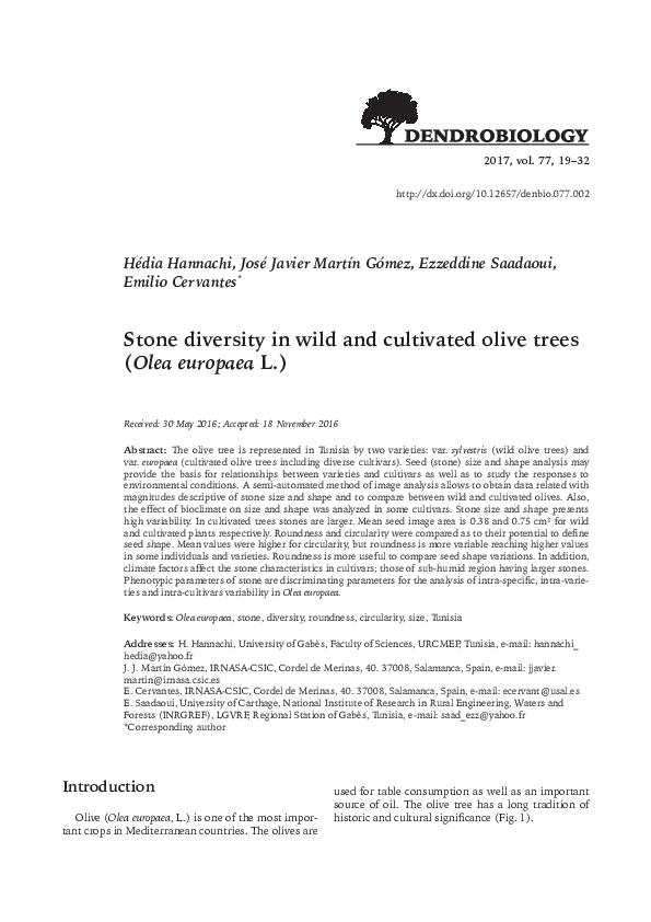 (PDF) Stone diversity in wild and cultivated olive trees (Olea europaea L.)