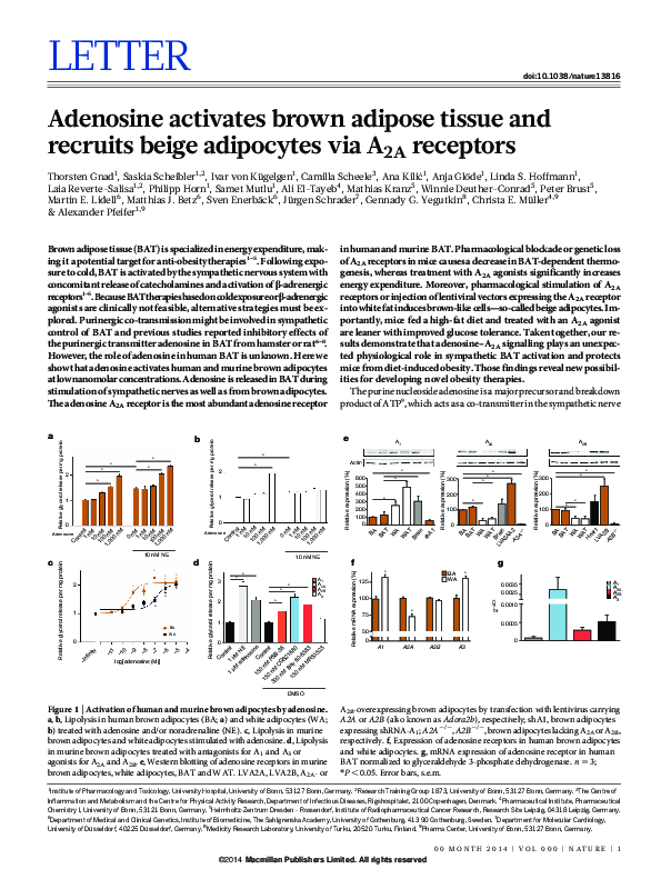 (PDF) Adenosine activates brown adipose tissue and recruits beige ...