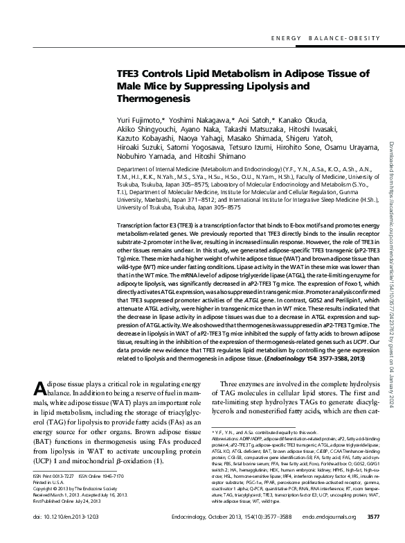 (PDF) TFE3 Controls Lipid Metabolism in Adipose Tissue of Male Mice by ...