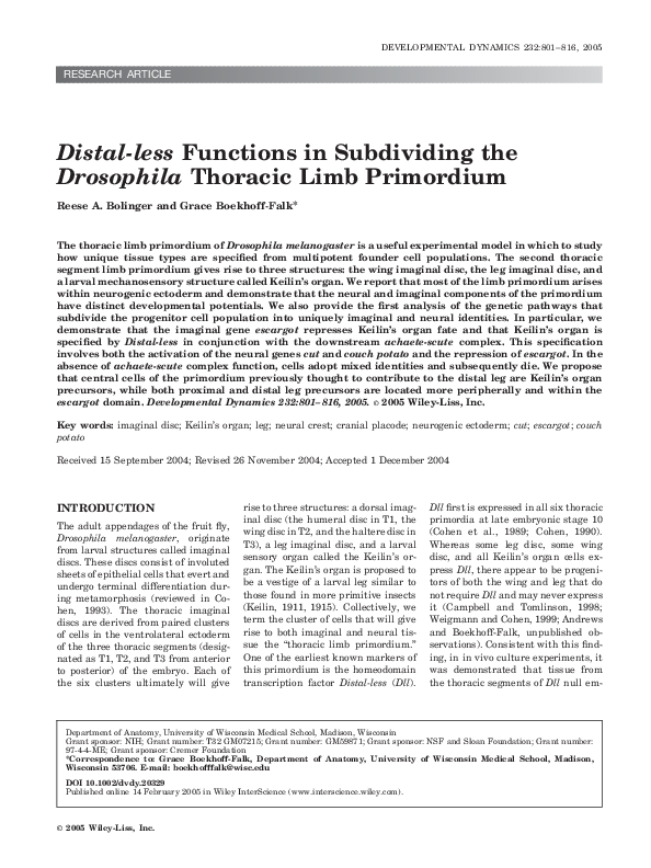 (PDF) Distal-less functions in subdividing theDrosophila thoracic limb ...