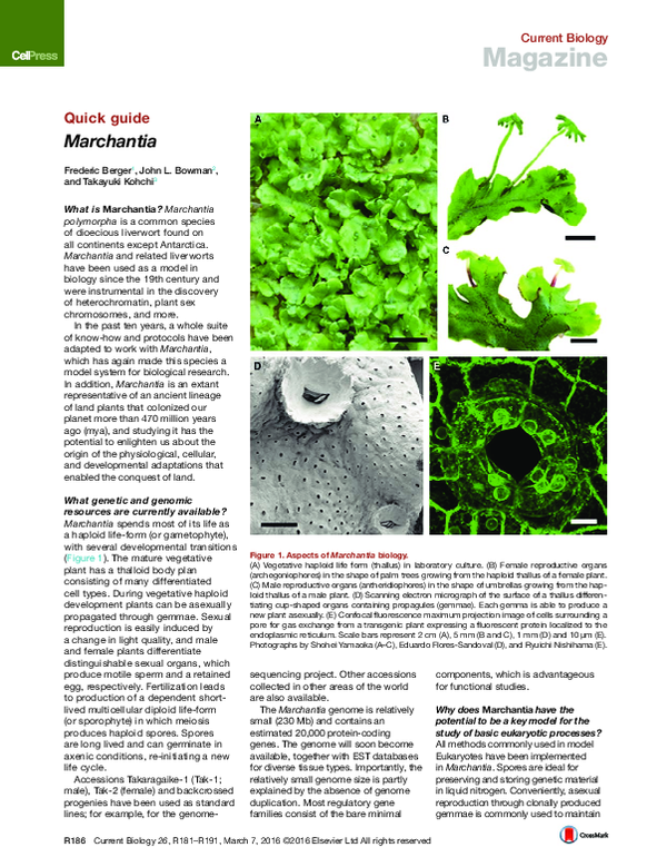 (PDF) Marchantia