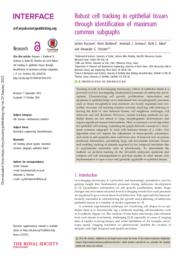 (PDF) Robust cell tracking in epithelial tissues through identification ...