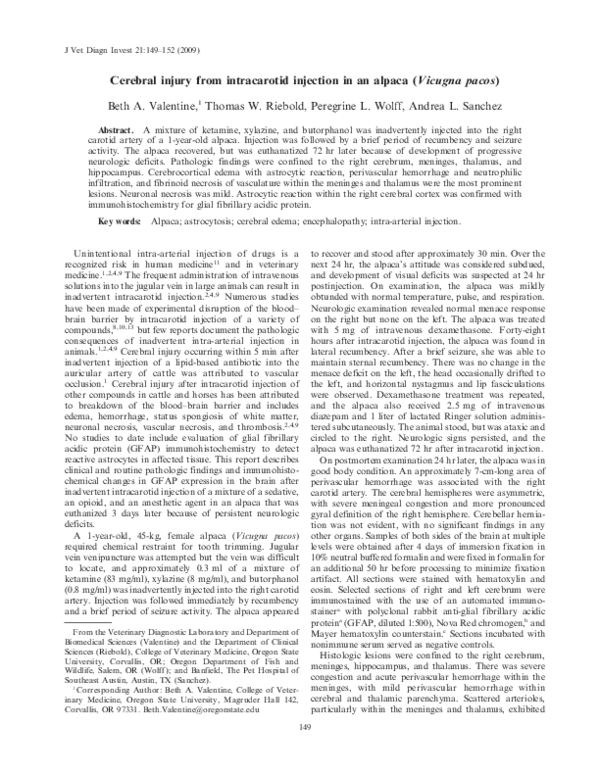 (PDF) Cerebral Injury from Intracarotid Injection in an Alpaca (Vicugna ...